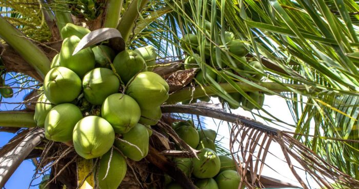 Kokosovník je pěstován v zemích tropického pásu, konkrétně ve více než 90 státech světa.