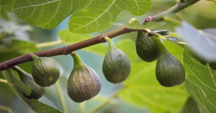 Fíkovník smokvoň je opadavý keř nebo malý strom, který plodí fíky. (zdroj: Wiki)